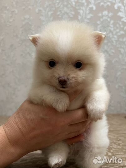Щенки чихуахуа