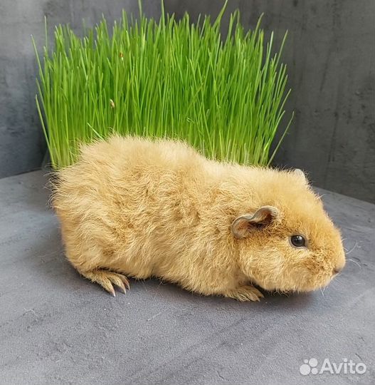 Морские свинки Тедди и Тедди Калифорния