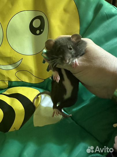 Декоративная крыса дамбо