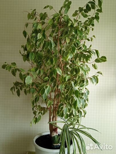 Фикус бенджамина пестролистный большой