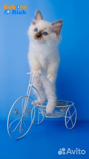 Рэгдолл (ragdoll) котенок-девочка от питомника