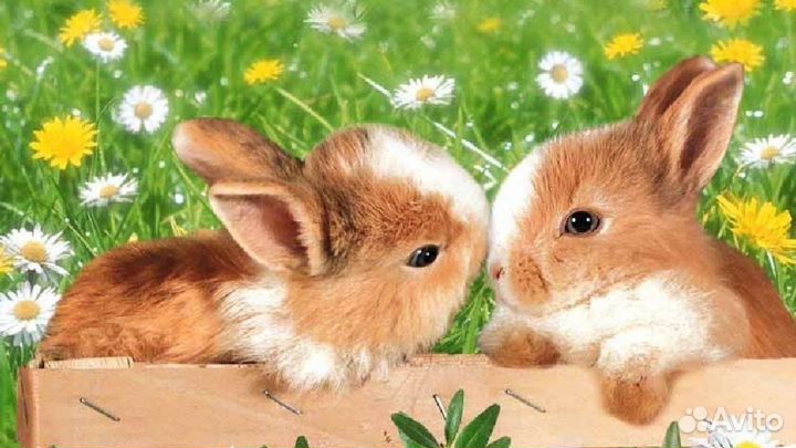 Кролики декоративные карликовые mini
