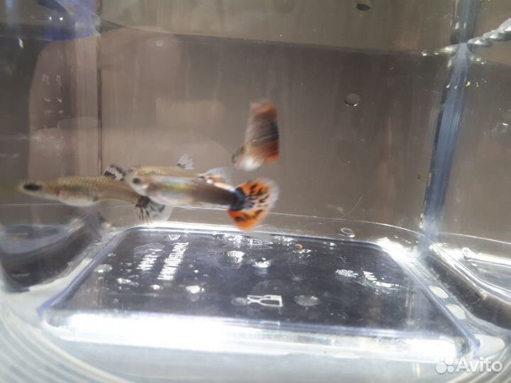 Гуппи чистая линия