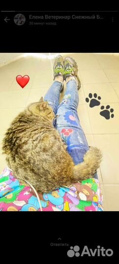 Короткошерстная