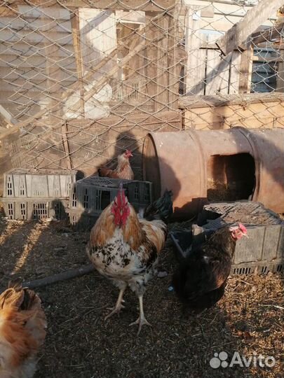 Петушки 7-10 месяцев