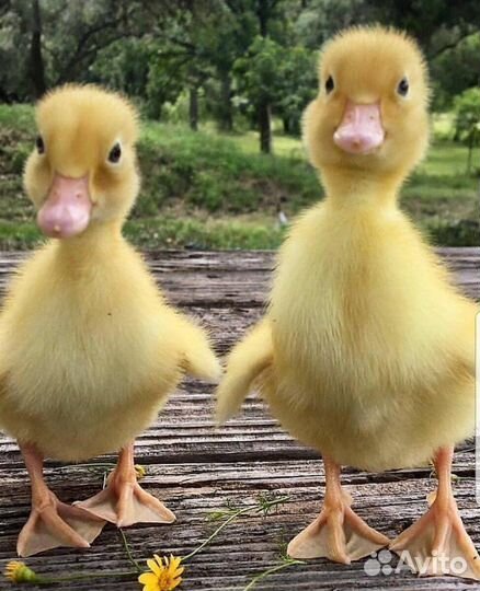 Гусята, утята /ластоногие предзаказ