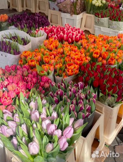 Тюльпаны к 8 марта