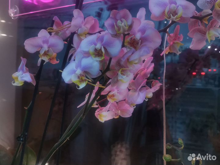 Орхидея фаленопсис