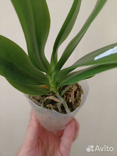 Орхидея фаленопсис: Phal. Joy Fairy Tale