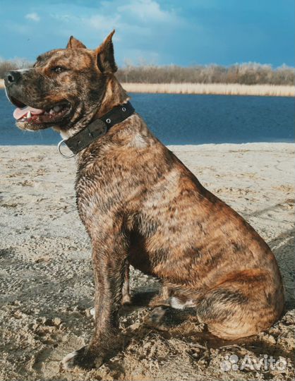 Стаффордширский терьер вязка