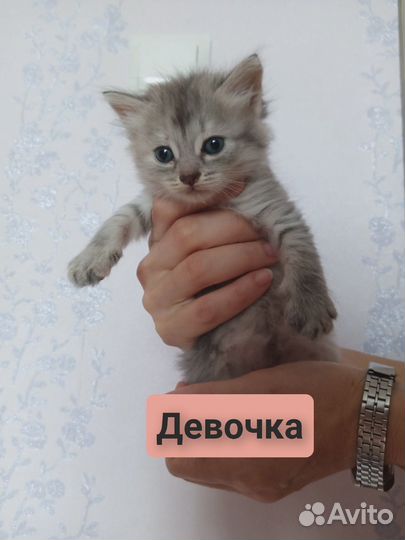 Выброшенные котята в добрые руки