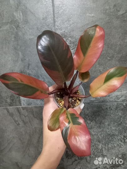 Филодендрон Блэк Кардинал вар