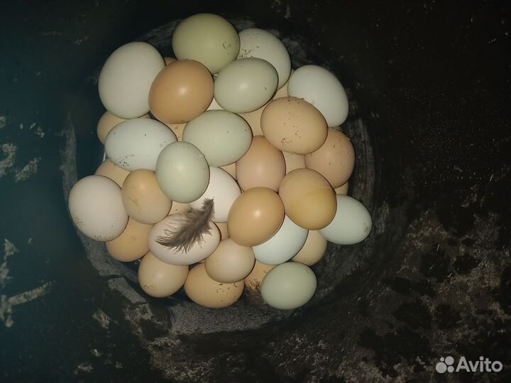 Домашние куриные яйца