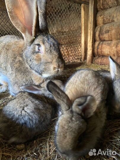 Продам кроликов