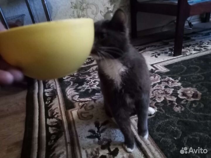Кошка в дар