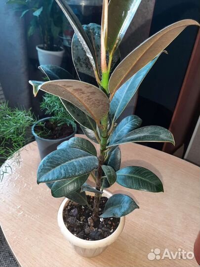 Комнатные растения