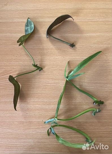 Комнатные растения