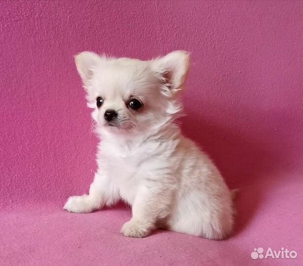 Чихуахуа мальчик