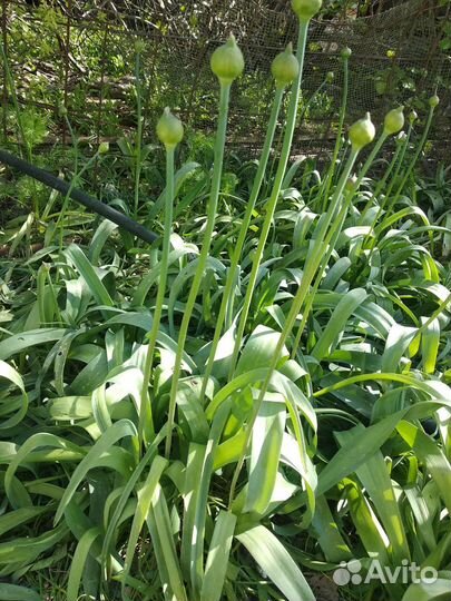 Лук декоративный