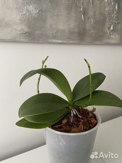 Орхидея мультифлора Эсми