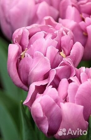 Луковицы Тюльпанов пионовидные, бахромчатые