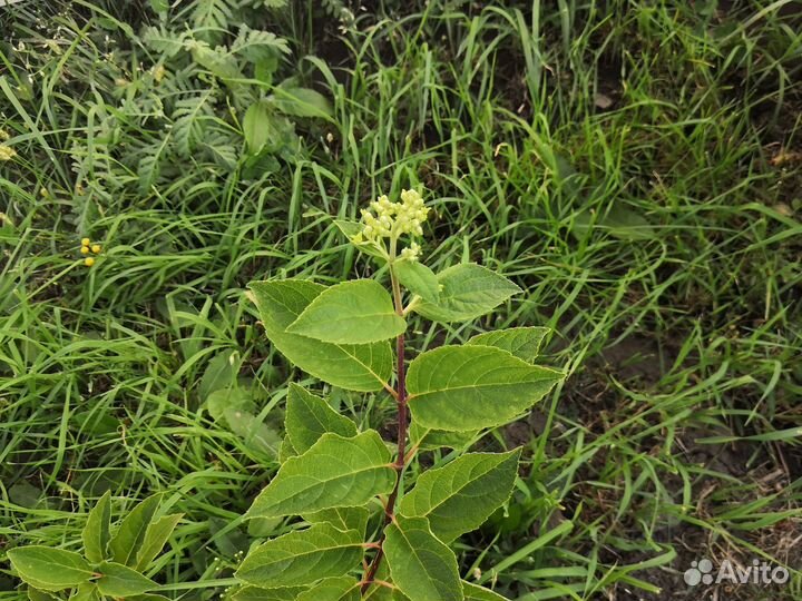 Гортензия ванилла фрейз