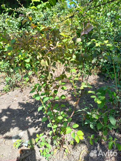 Кусты спирея вангута