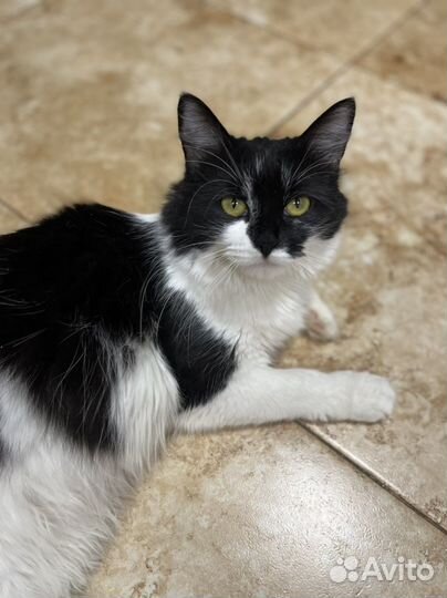 Помогите Филе