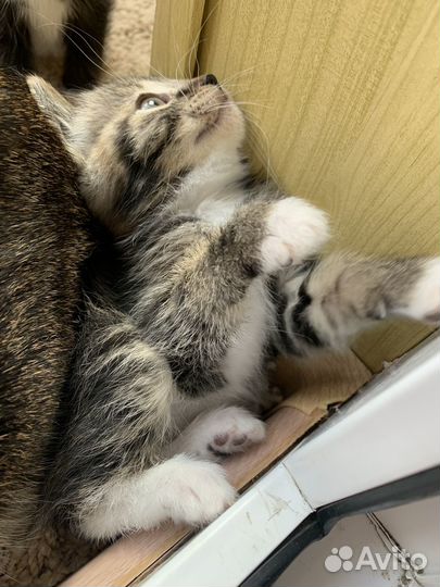 Котенок девочка