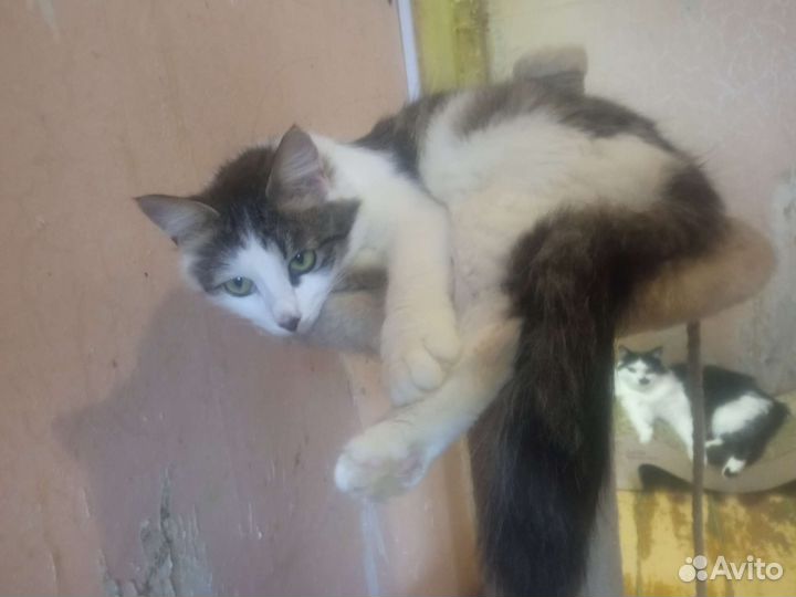 Кошечка в добрые руки