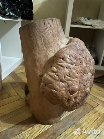 Кап абрикосового дерева