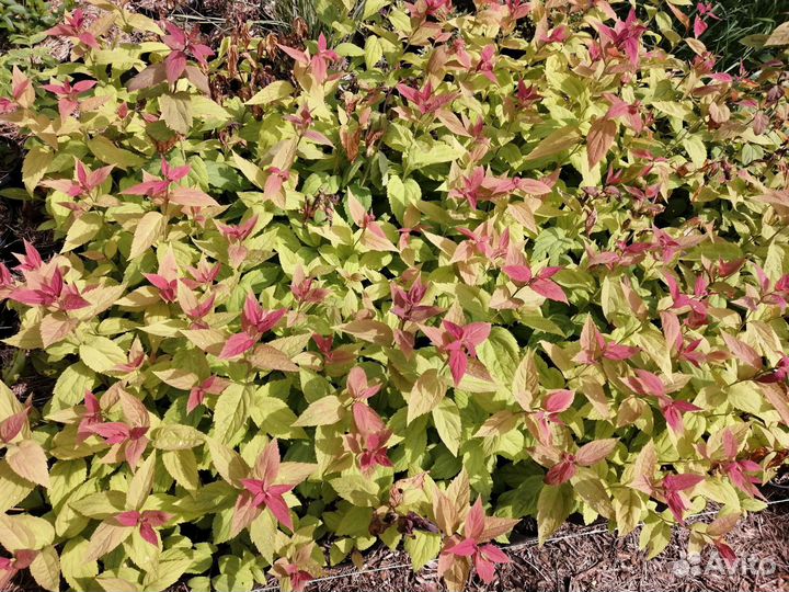 Спирея японская Макрофилла