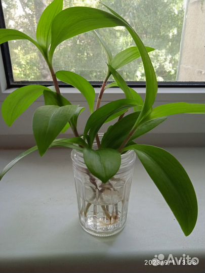 Комнатные растения