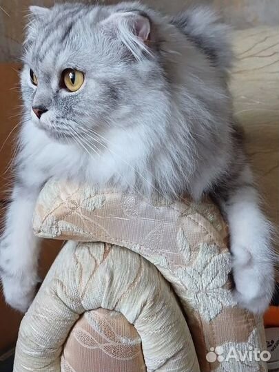 Шотландская кошка