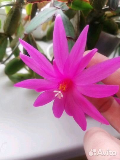 Цветы комнатные