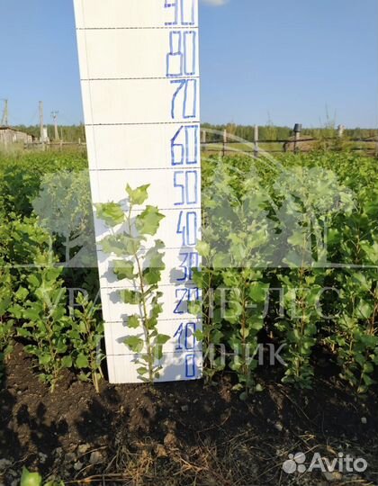 Тополь пирамидальный без пуха саженцы черенки