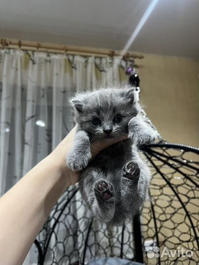 Британские котята бесплатно