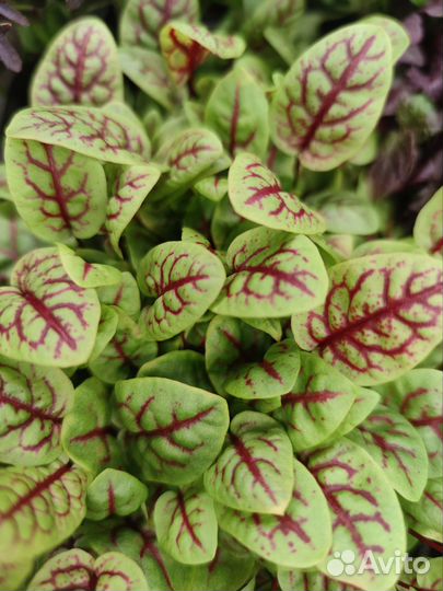 Микрозелень, Бэйби-Лист, Зелень