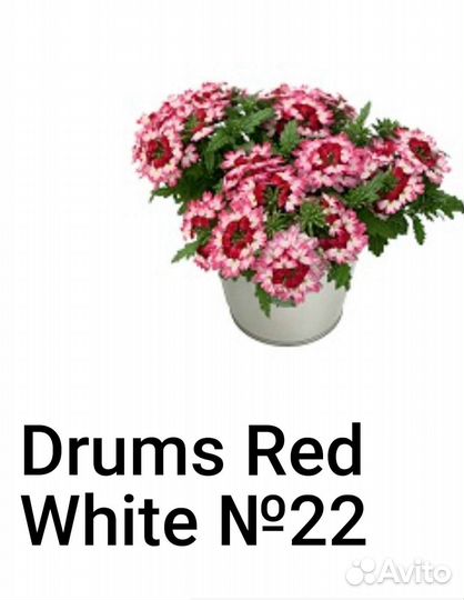 Вербена вегетативная