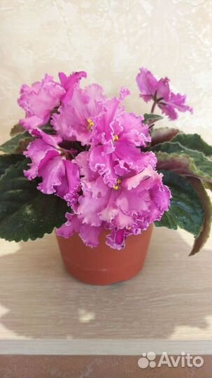 Цветы для вашего дома