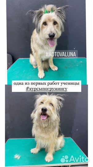 Обучение на грумера / курсы груминга