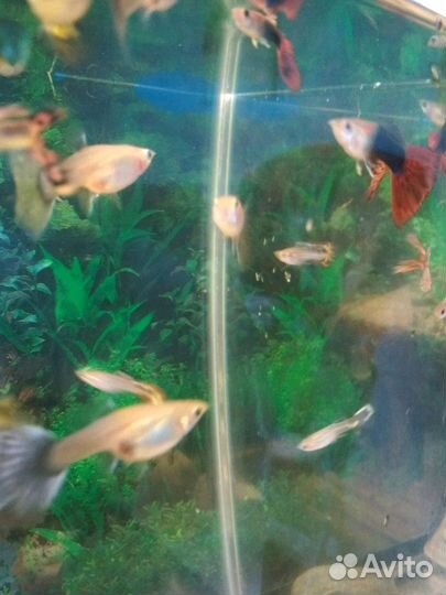 Продам рыбок Гуппи