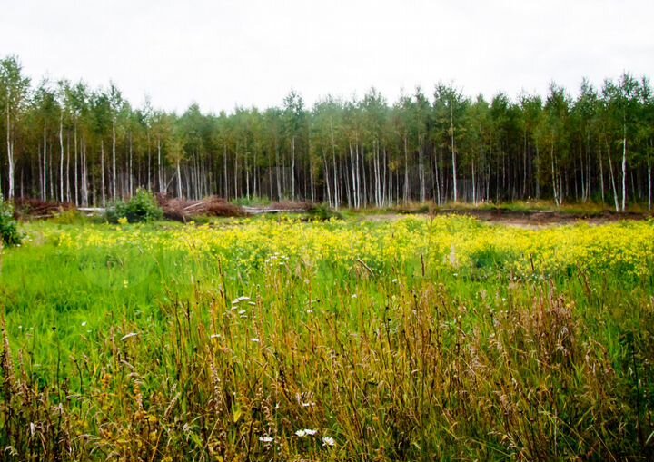 Участок 10 сот. (СНТ, ДНП)