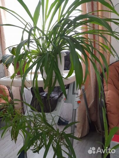 Хлорофитум