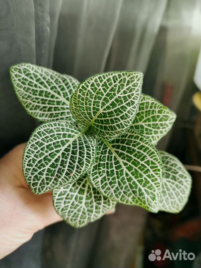 Фиттония цимбалярия комнатные растения