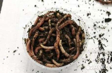 Черви для рыбалки