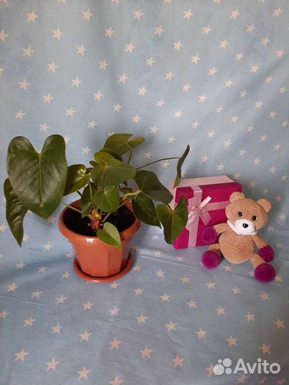 Плюшевый медведь