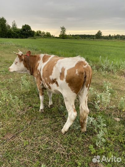Телка от высокоудойной коровы