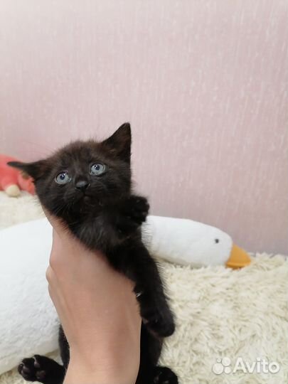 Котенок в добрые руки