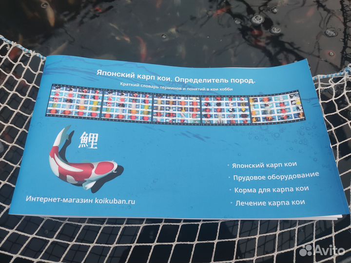 Атлас-определитель пород японских карпов кои